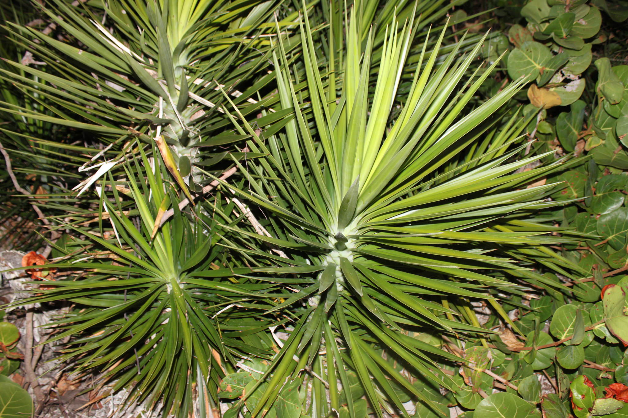 Yucca aloifolia